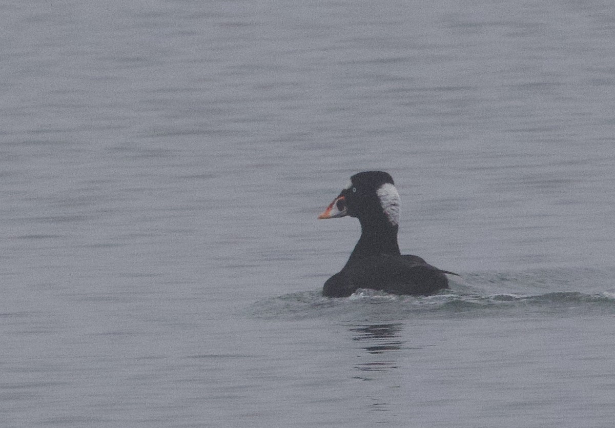 Surf Scoter - ML632141325