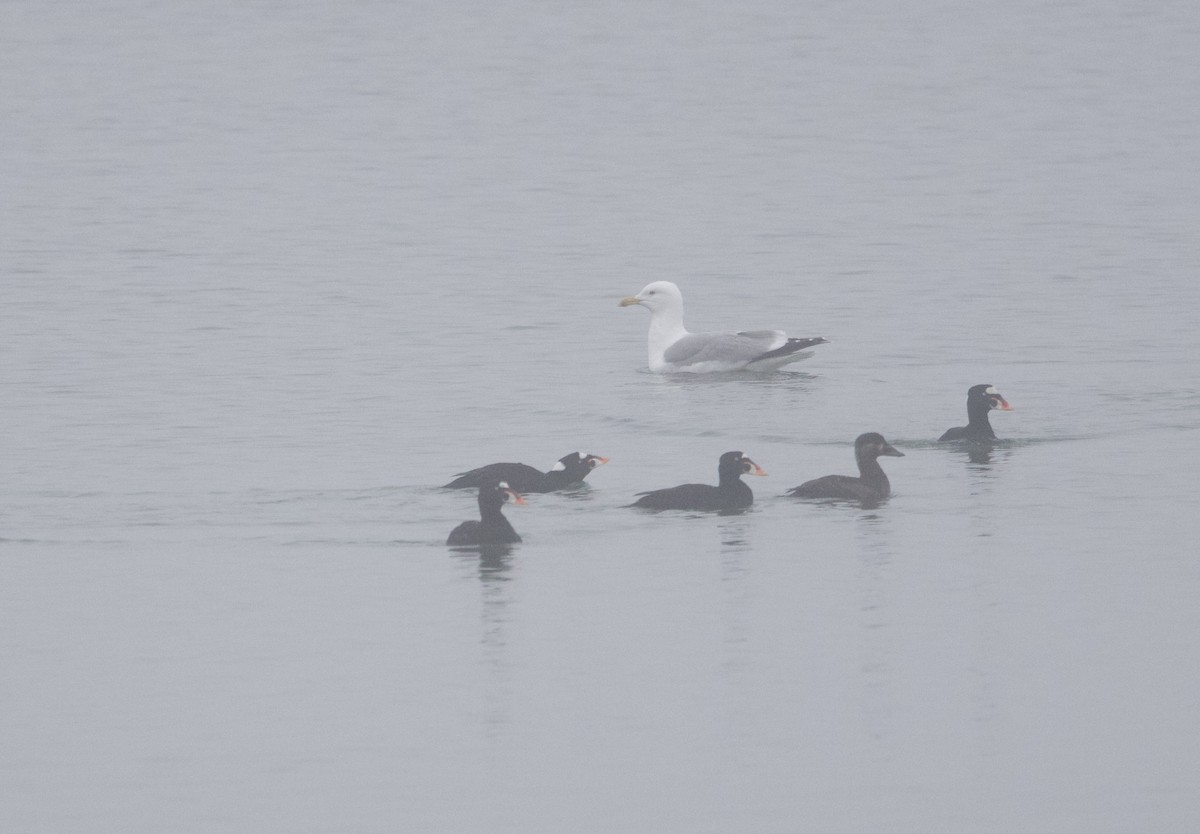 Surf Scoter - ML632141326