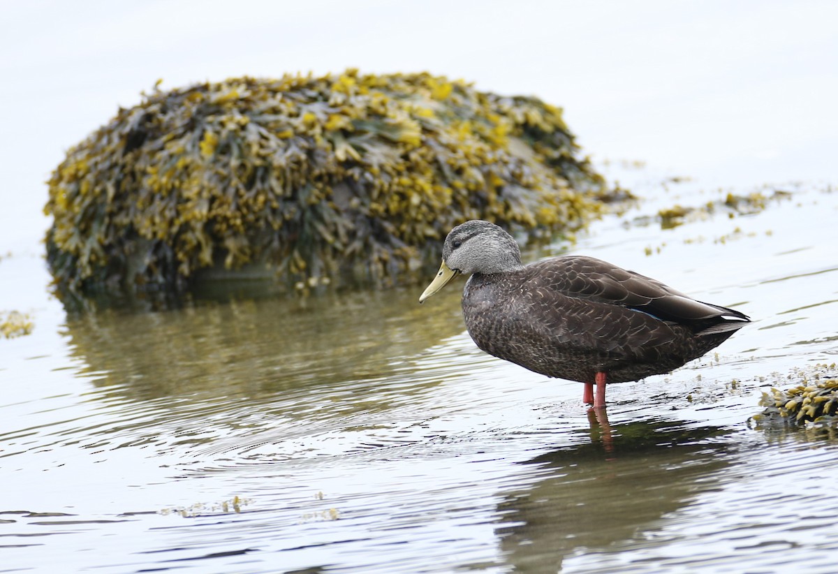 American Black Duck - ML632141425