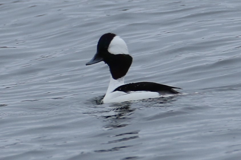 Bufflehead - ML632141429