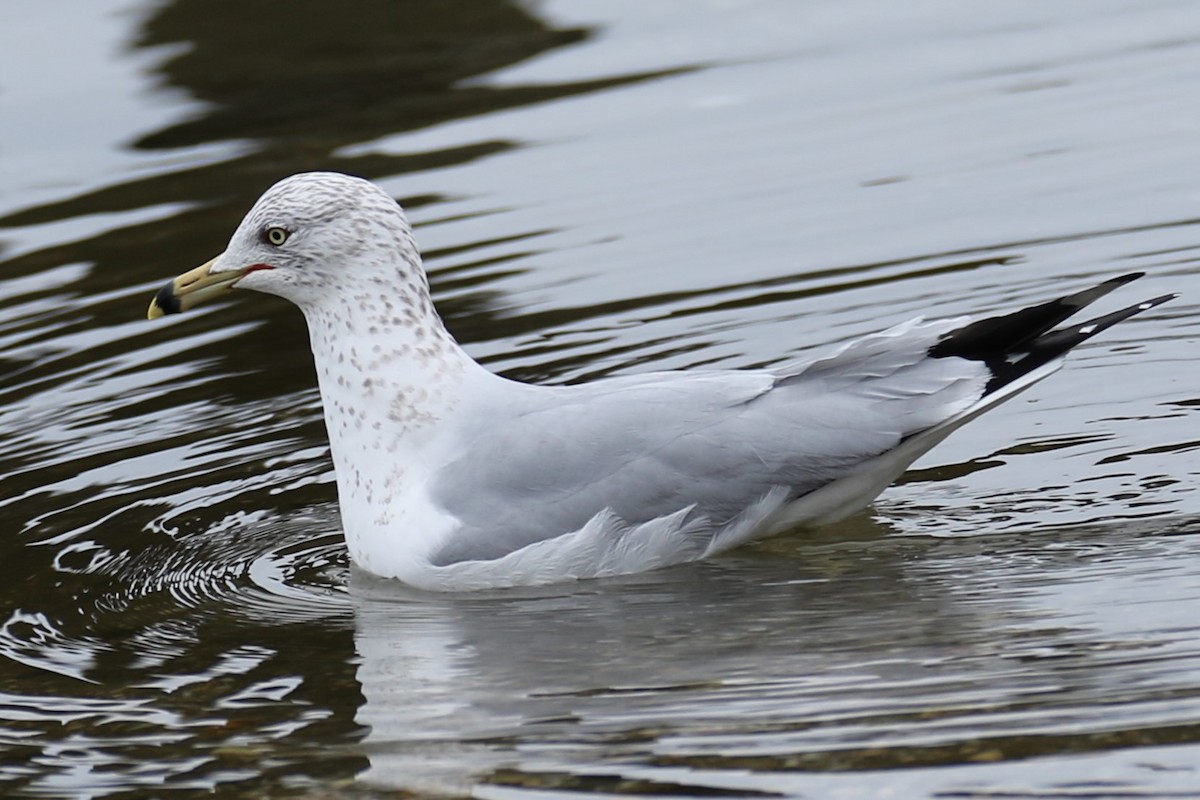 Ring-billed Gull - ML632141454