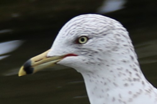 Ring-billed Gull - ML632141468