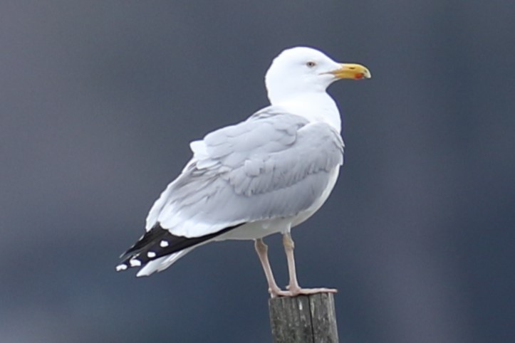 American Herring Gull - ML632141480