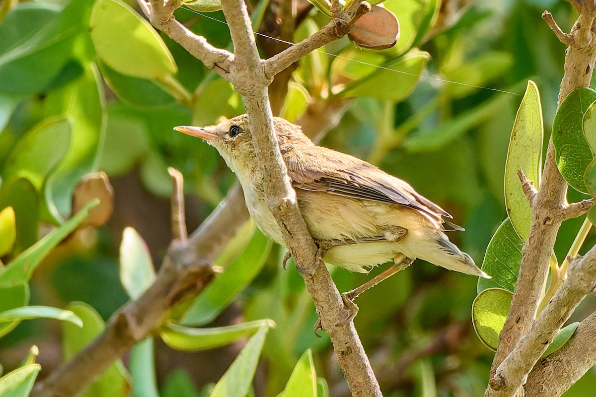 Common Reed Warbler (Mangrove) - ML632141482