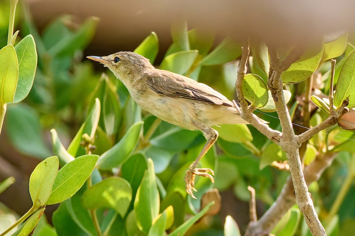 Common Reed Warbler (Mangrove) - ML632141483