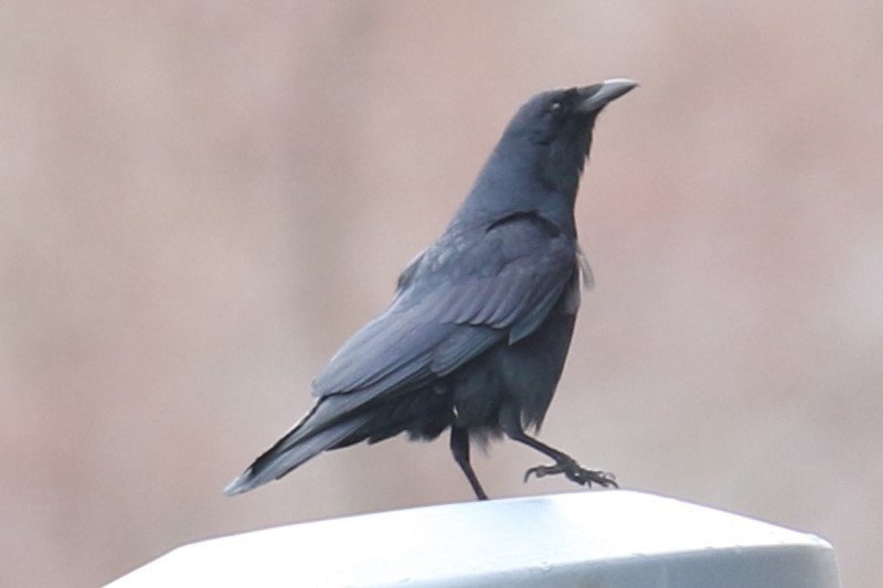 Fish Crow - ML632141490