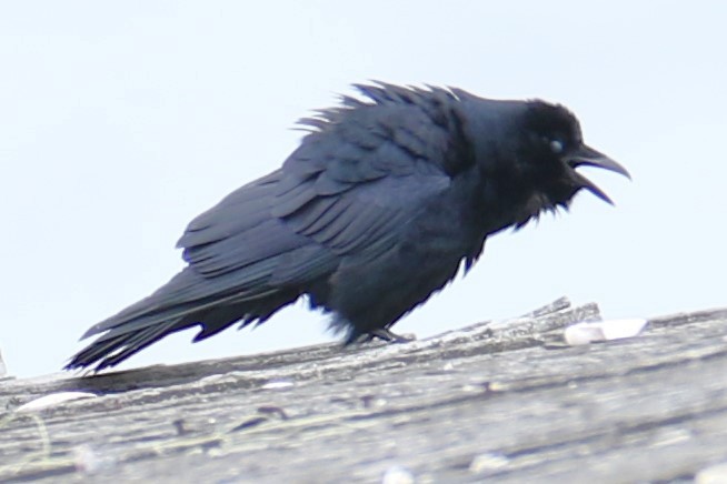 Fish Crow - ML632141492
