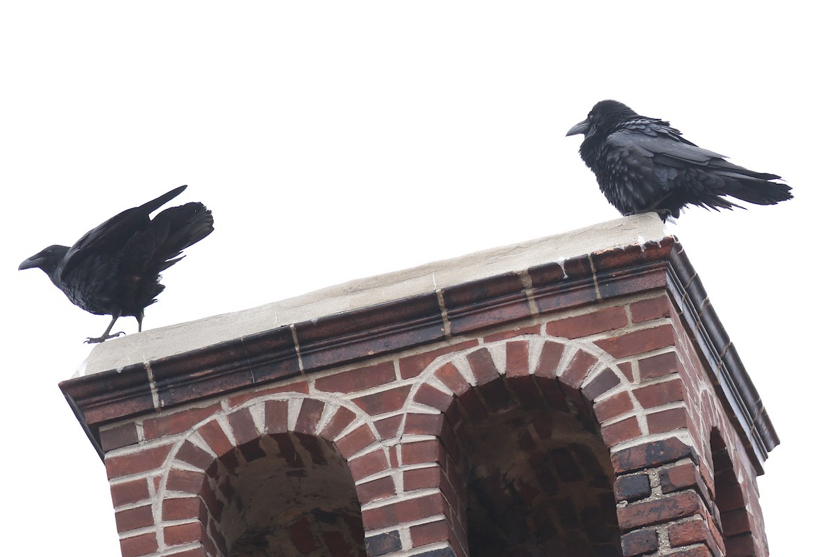 Common Raven - ML632141497