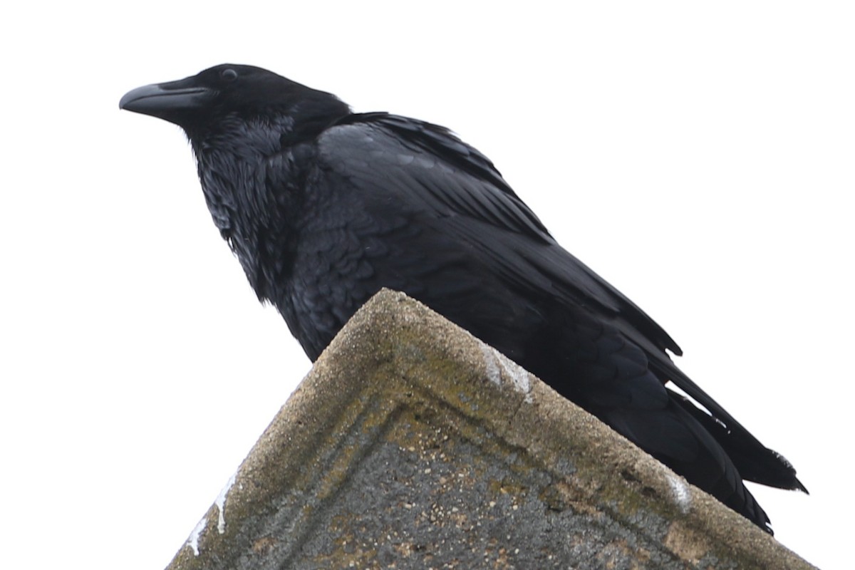 Common Raven - ML632141499