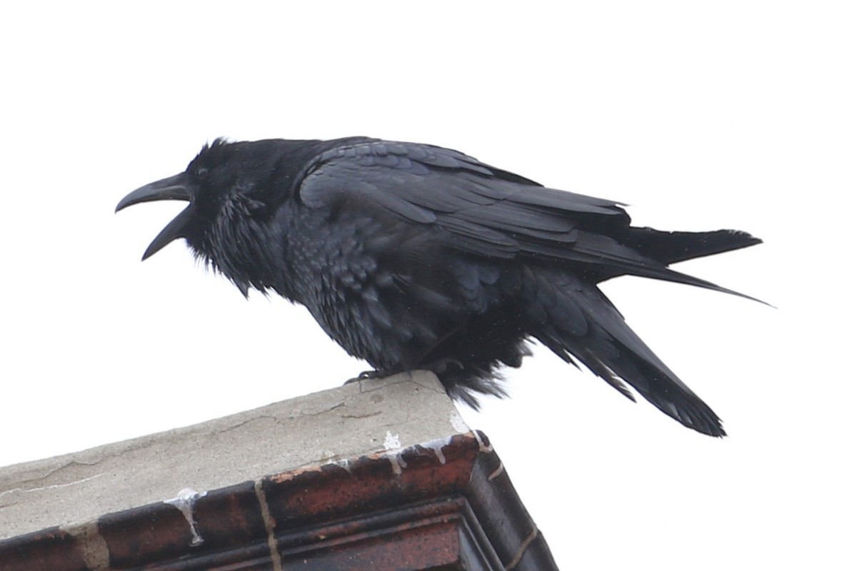 Common Raven - ML632141507