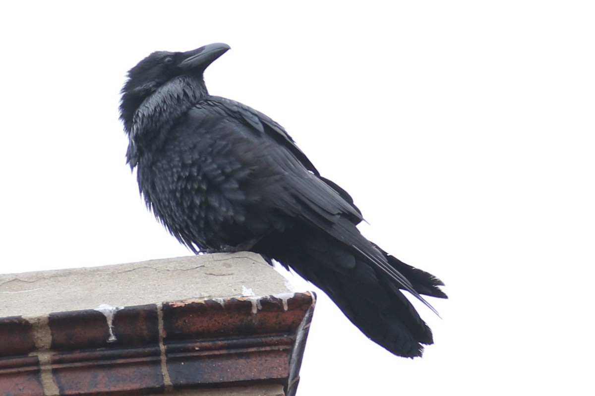 Common Raven - ML632141514