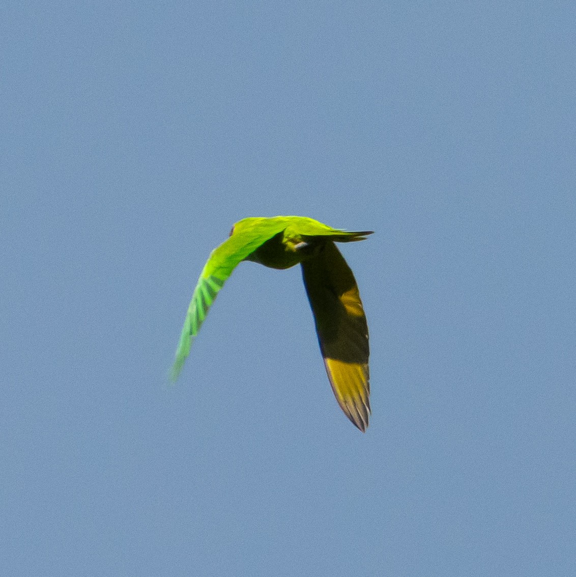 Scarlet-fronted Parakeet - ML632141515
