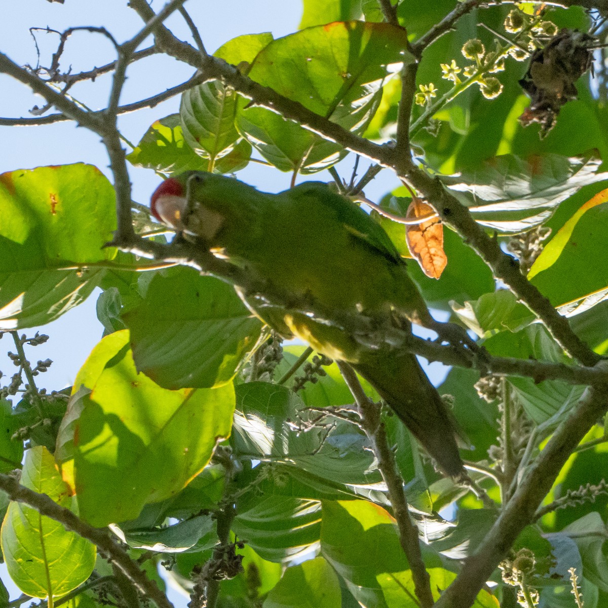 Scarlet-fronted Parakeet - ML632141516