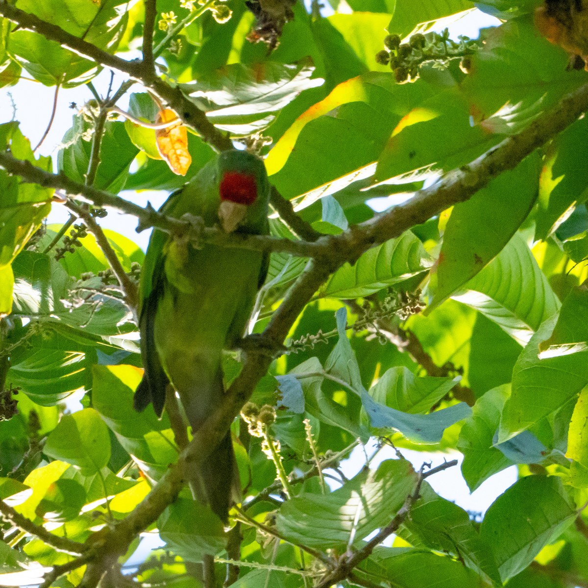 Scarlet-fronted Parakeet - ML632141517