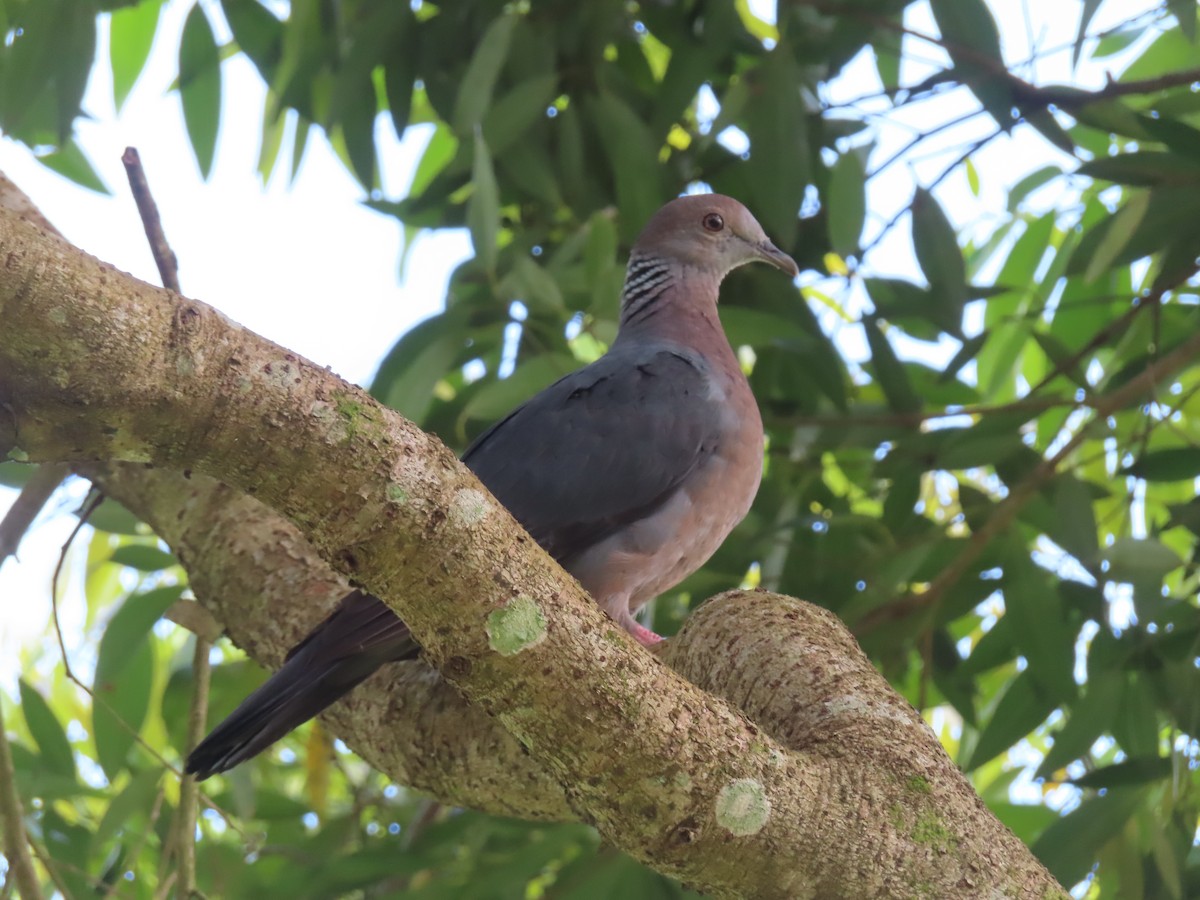 Sri Lanka Wood-Pigeon - ML632141533