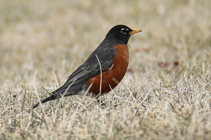 American Robin - ML632141554