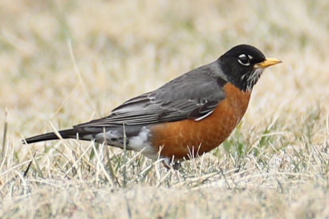 American Robin - ML632141562