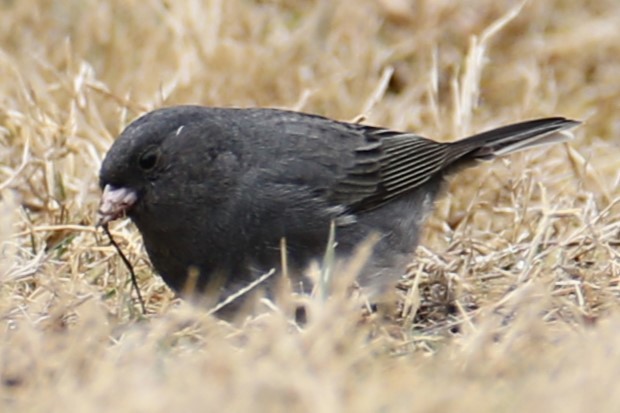 Dark-eyed Junco - ML632141566