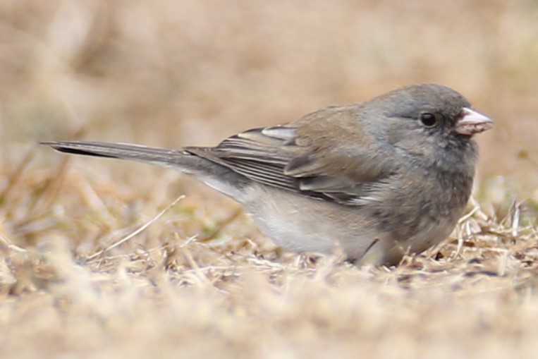 Dark-eyed Junco - ML632141568