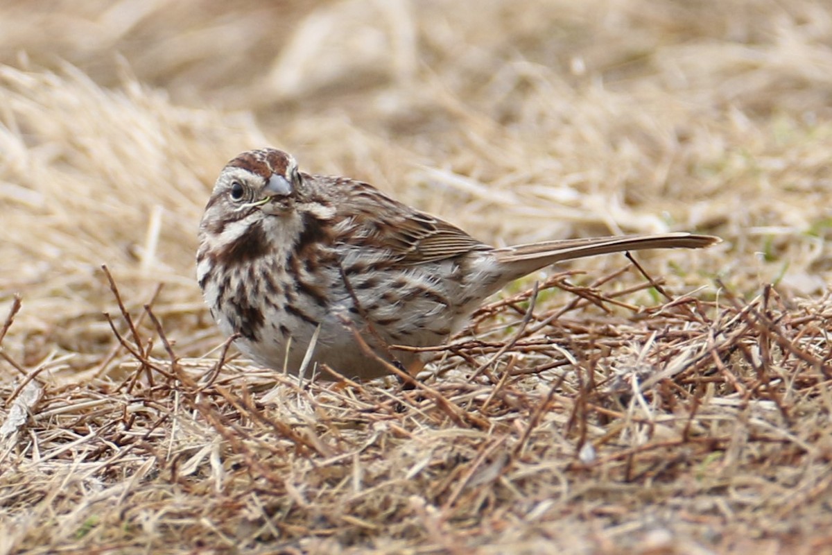 Song Sparrow - ML632141574