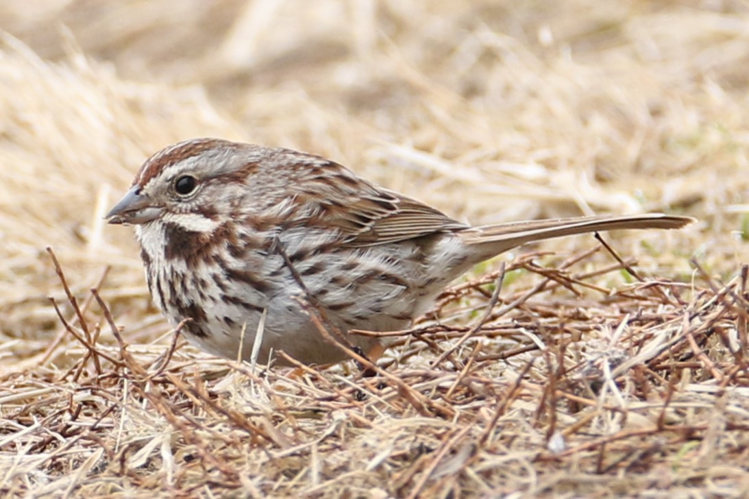 Song Sparrow - ML632141575