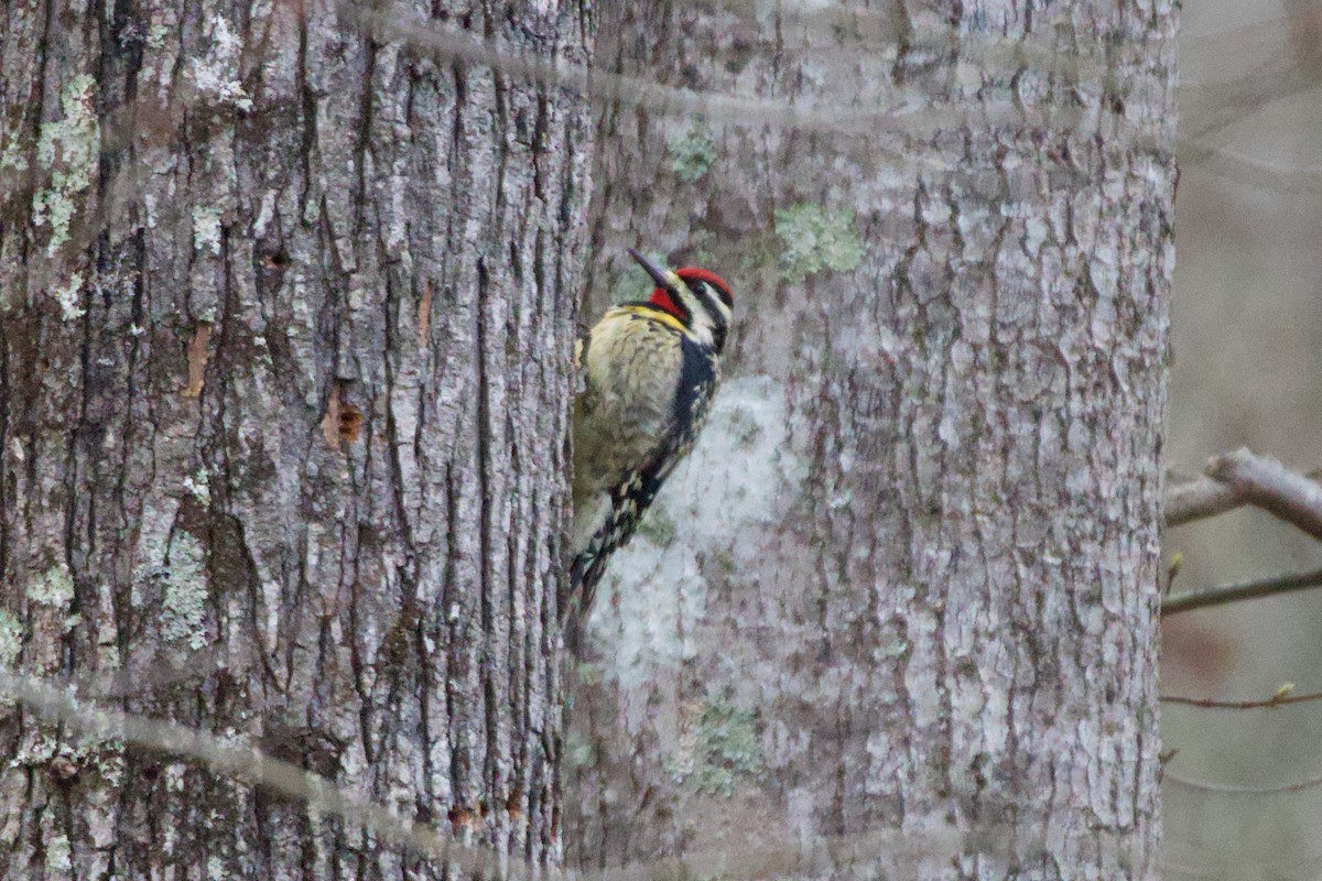 Yellow-bellied Sapsucker - ML632141588