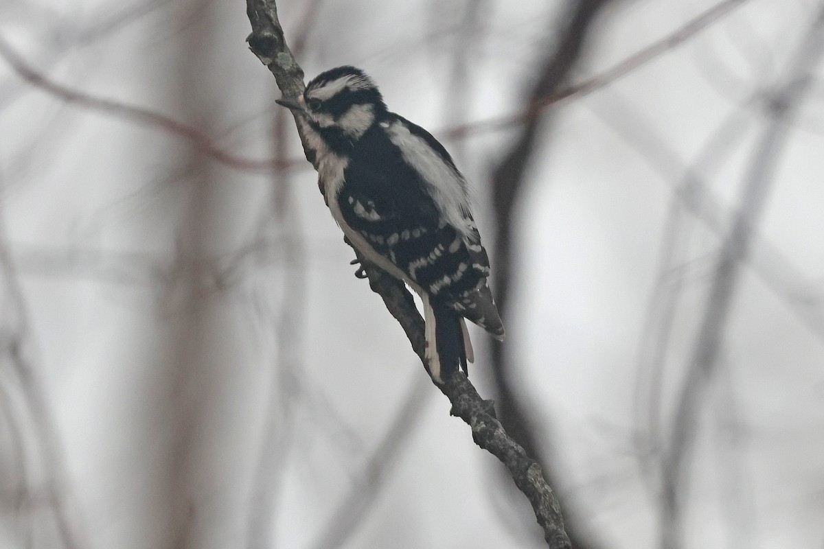 strakapoud osikový (ssp. pubescens/medianus) - ML632141590