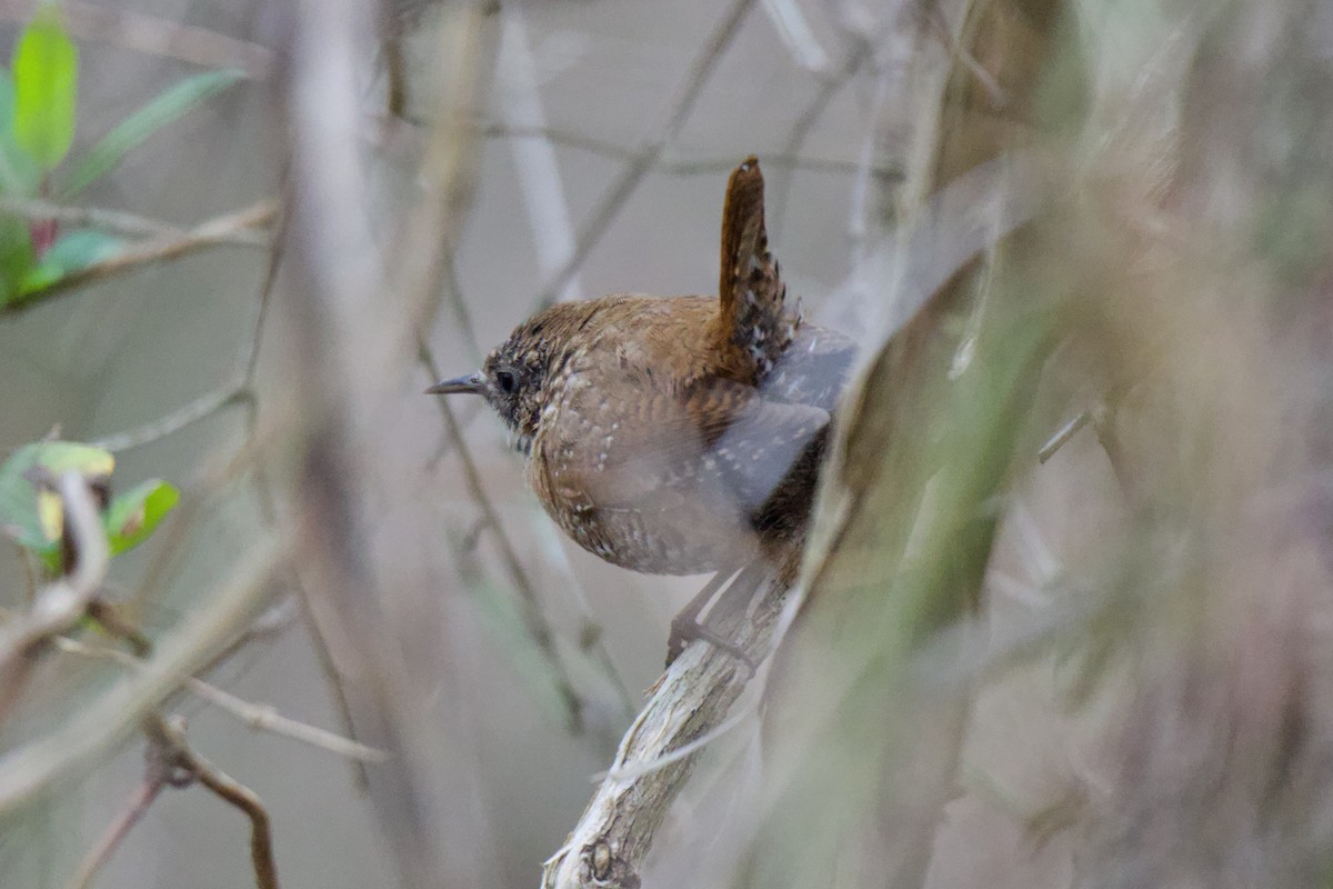 Winter Wren - ML632141596