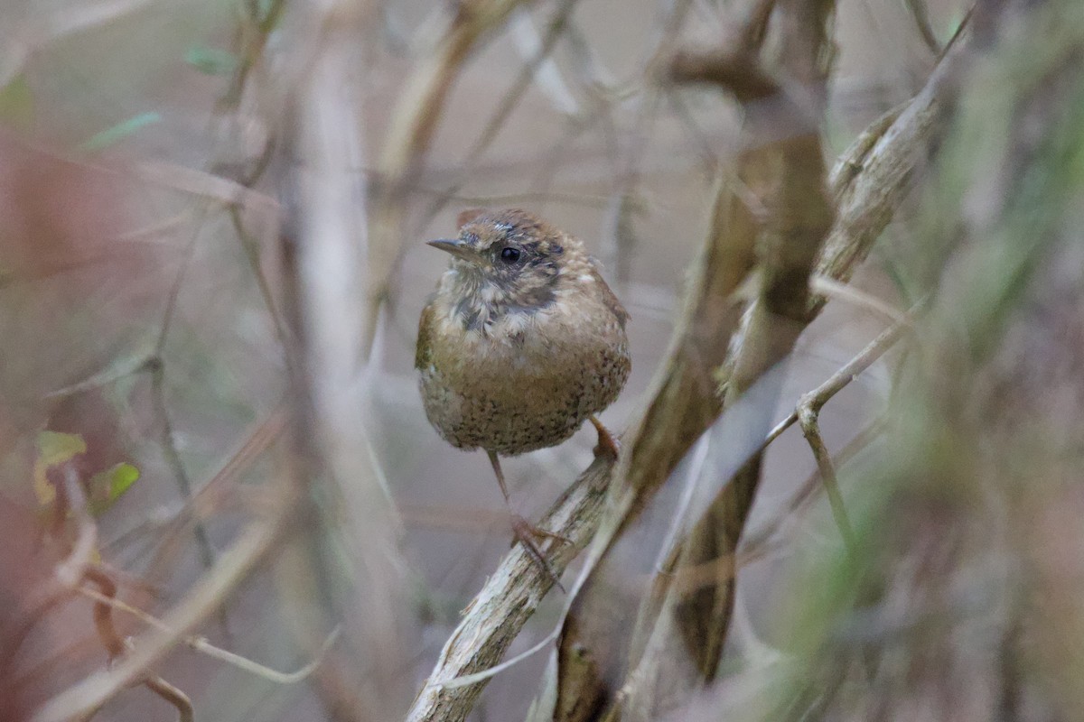 Winter Wren - ML632141597