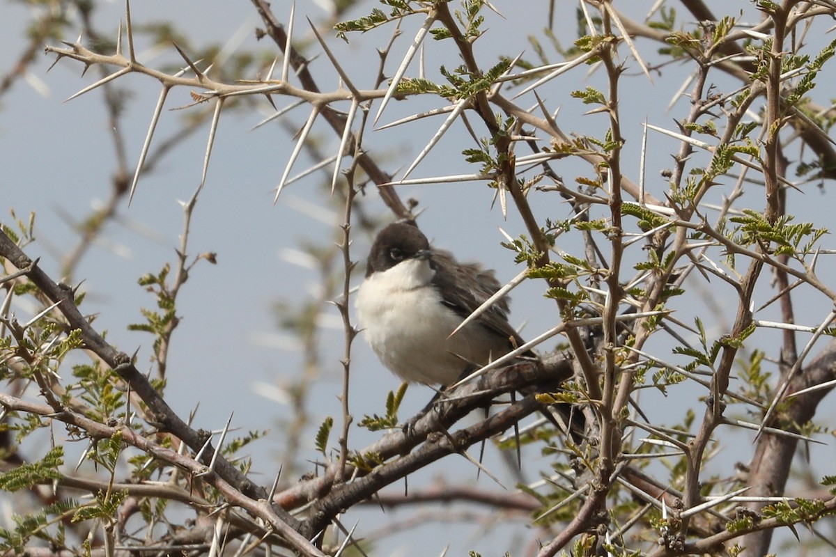 Arabian Warbler - ML632141602