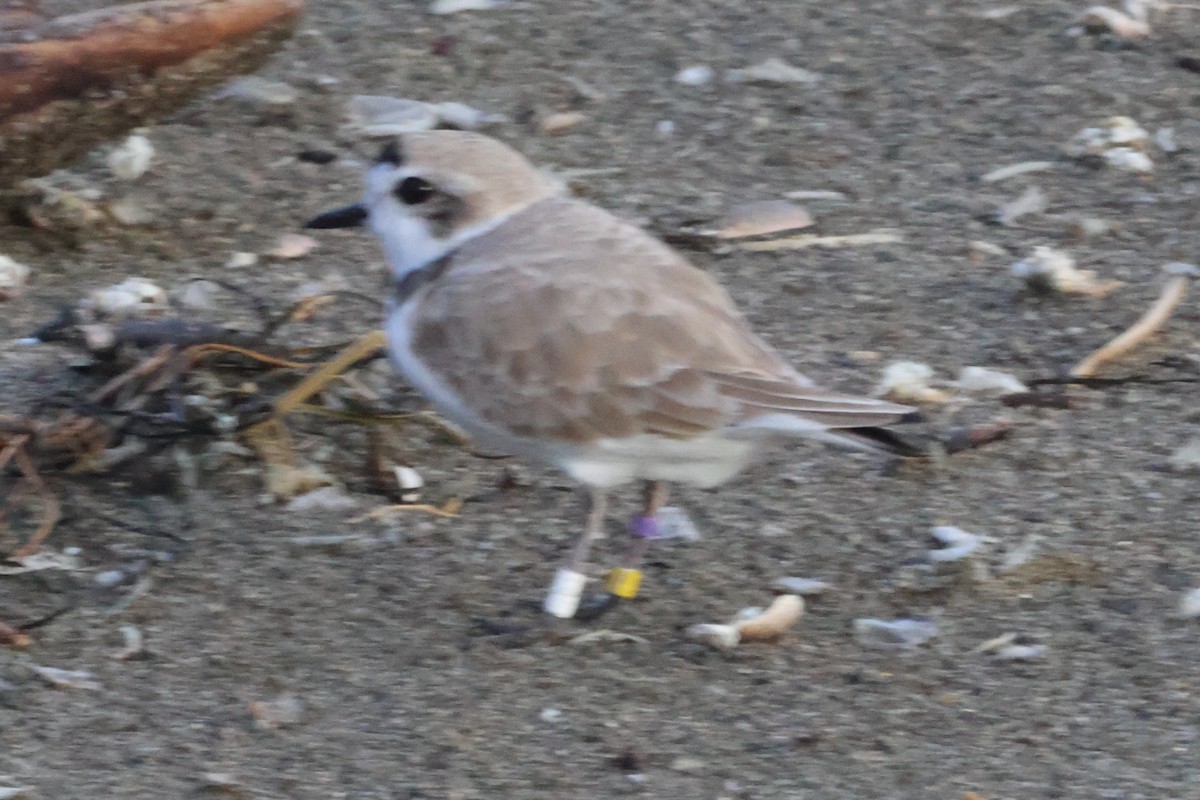 Snowy Plover - ML632141784