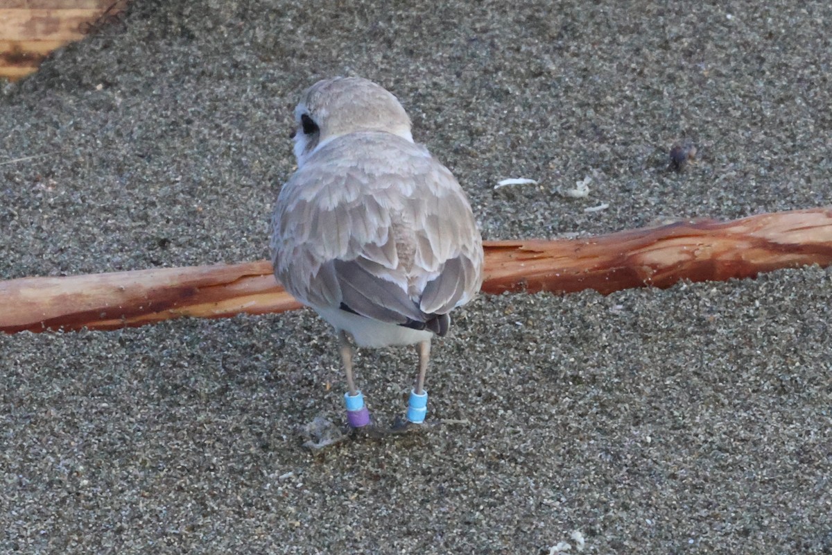 Snowy Plover - ML632141785