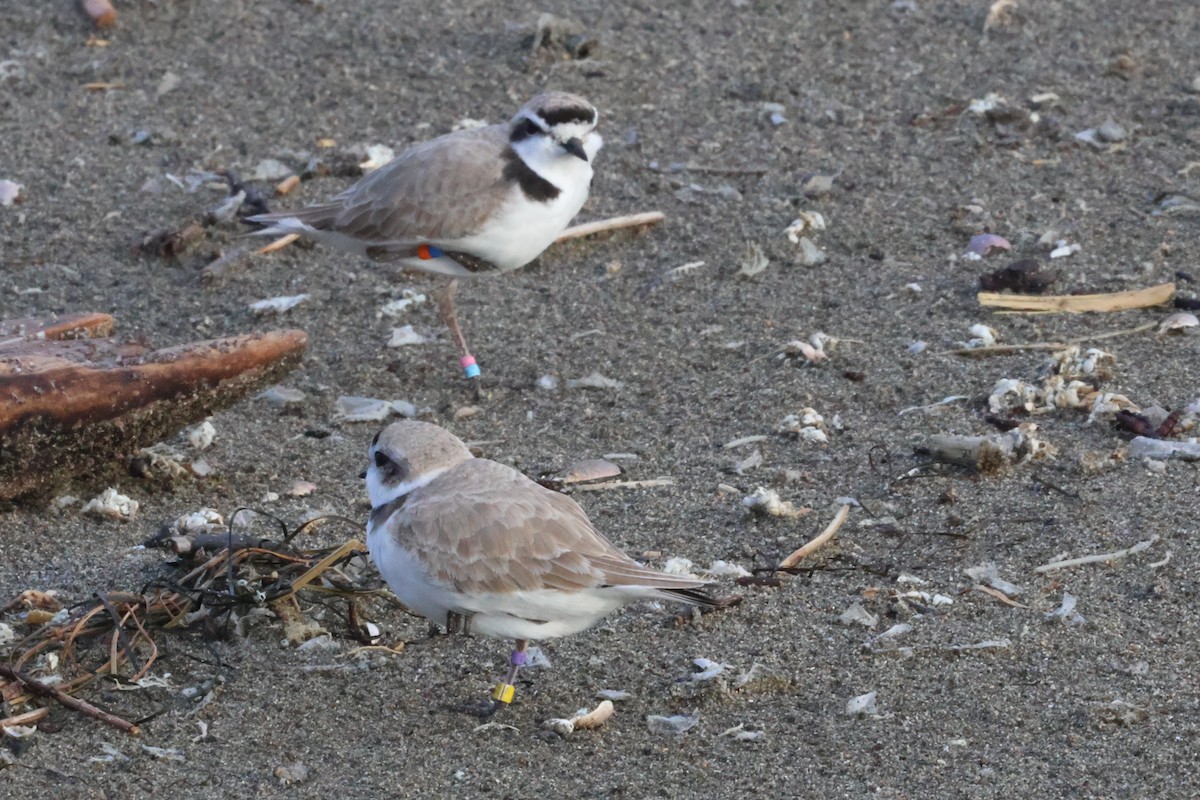 Snowy Plover - ML632141786