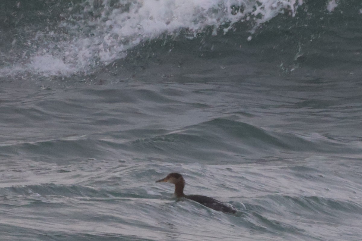 Red-necked Grebe - ML632141824