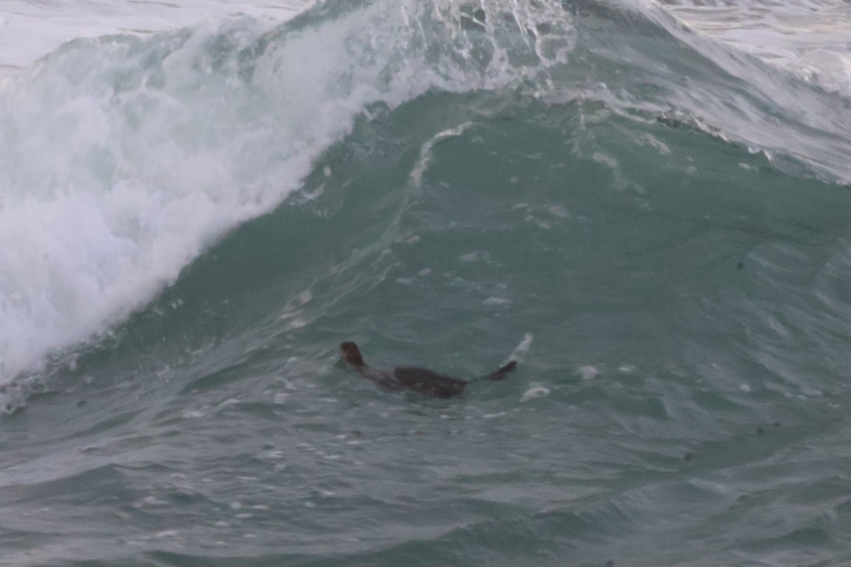 Red-necked Grebe - ML632141829