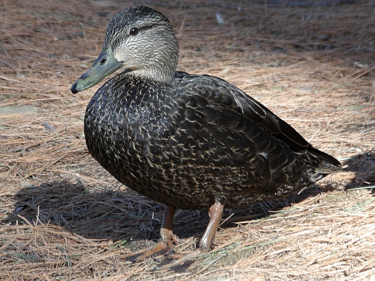 American Black Duck - ML632141912