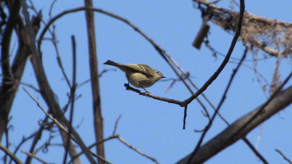 Ruby-crowned Kinglet - ML632141935