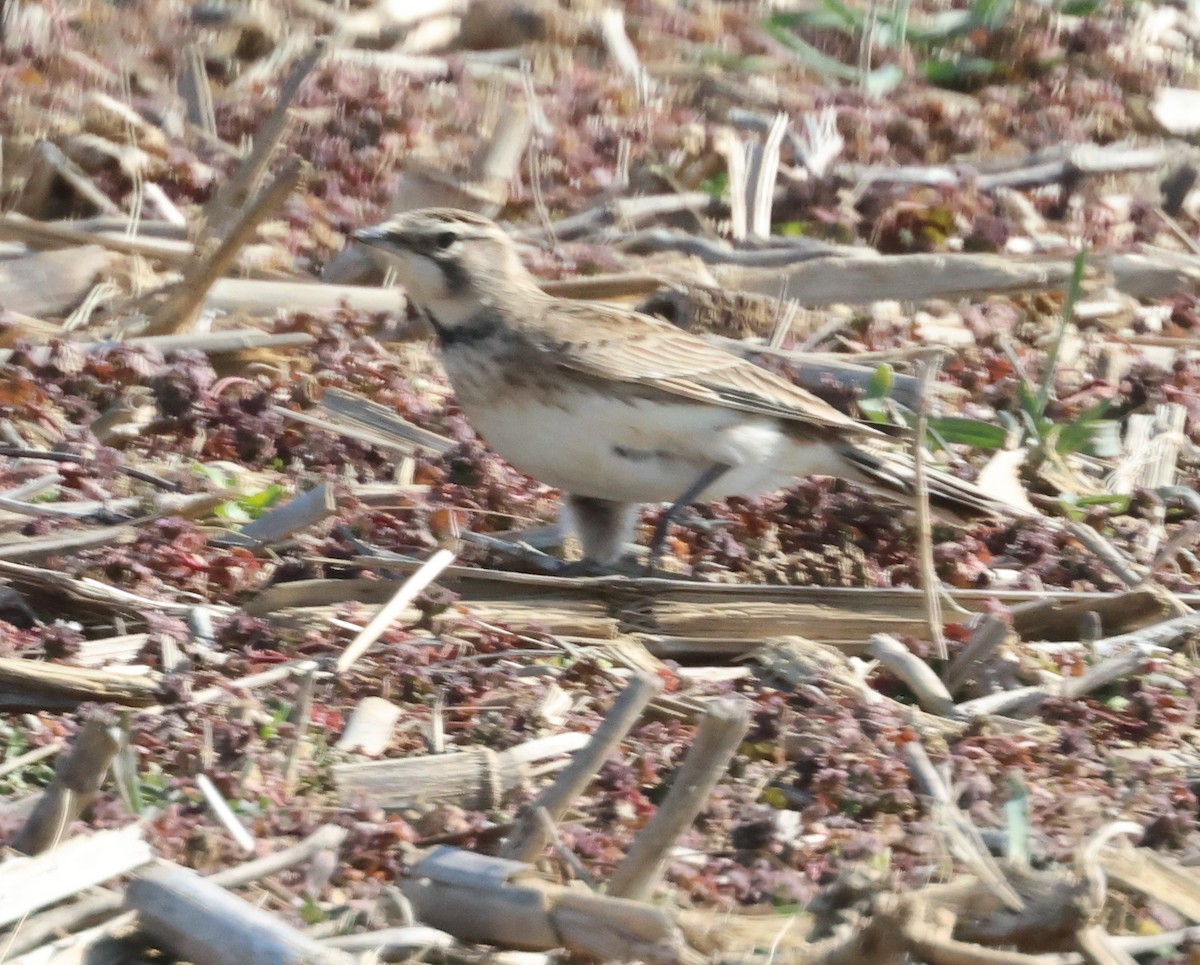 Horned Lark - ML632141987