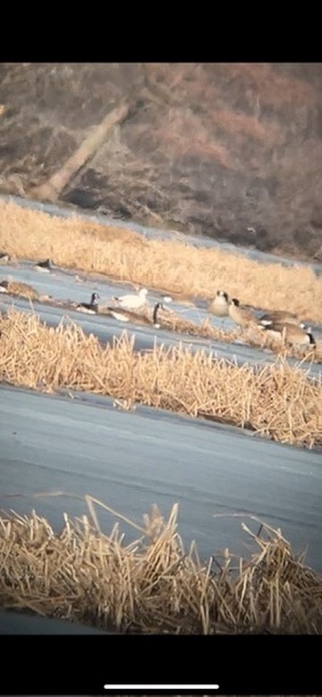 Ross's Goose - ML632142209