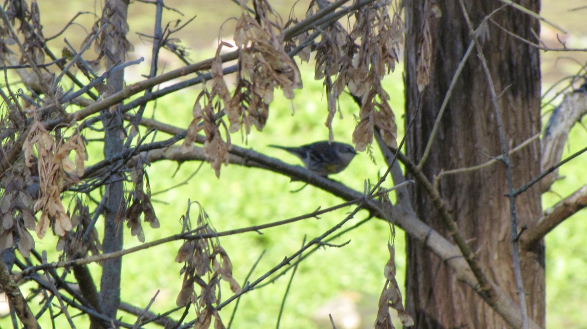 Yellow-rumped Warbler - ML632142247