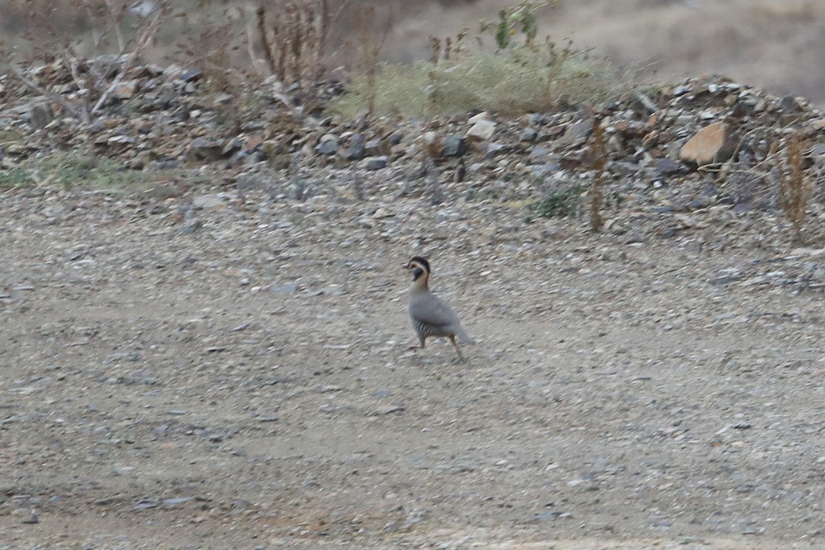 Arabian Partridge - ML632142265