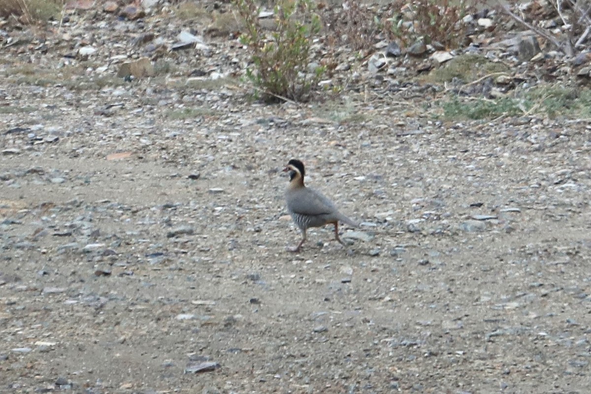 Arabian Partridge - ML632142284