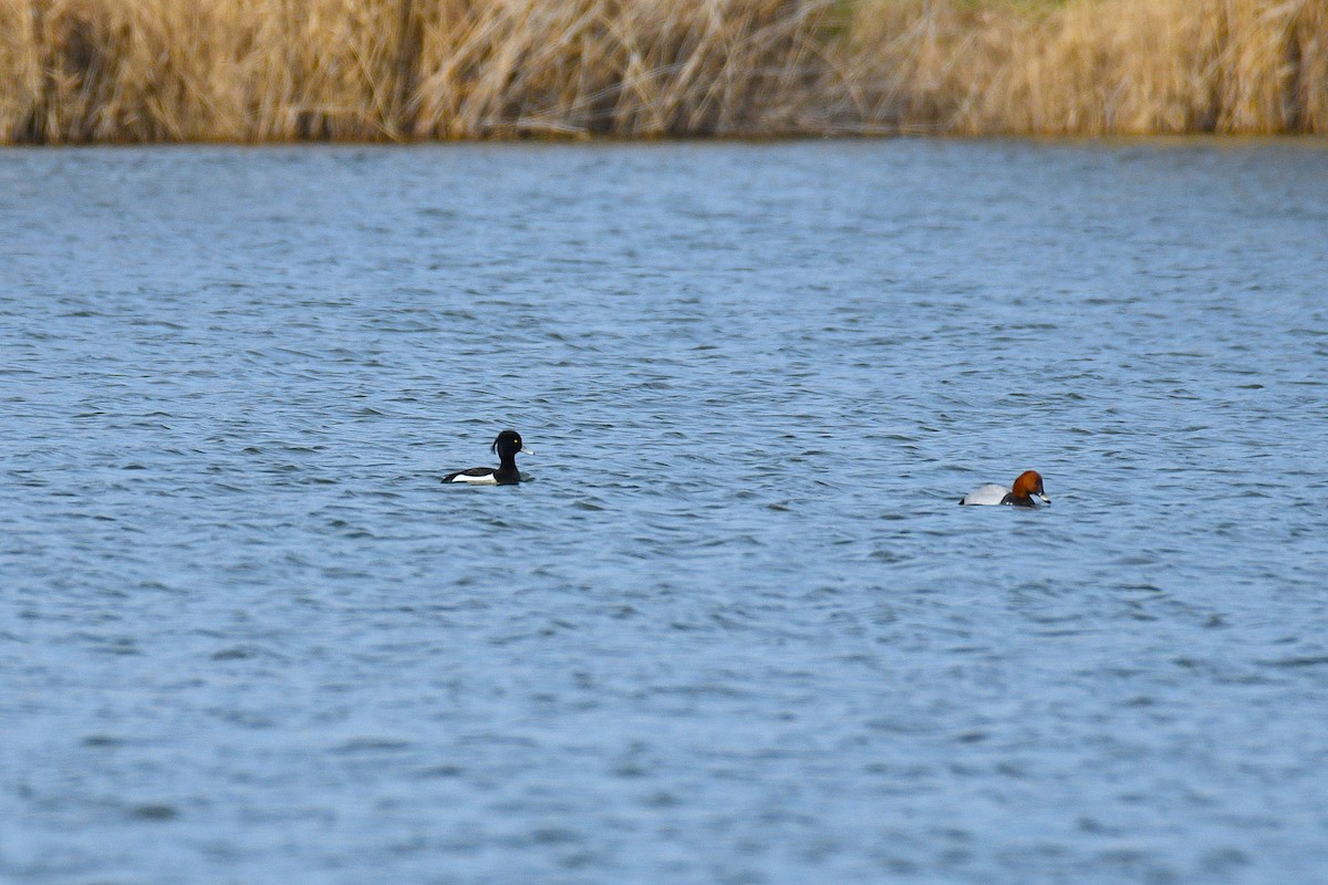 Гэзэгт шумбуур - ML632142339