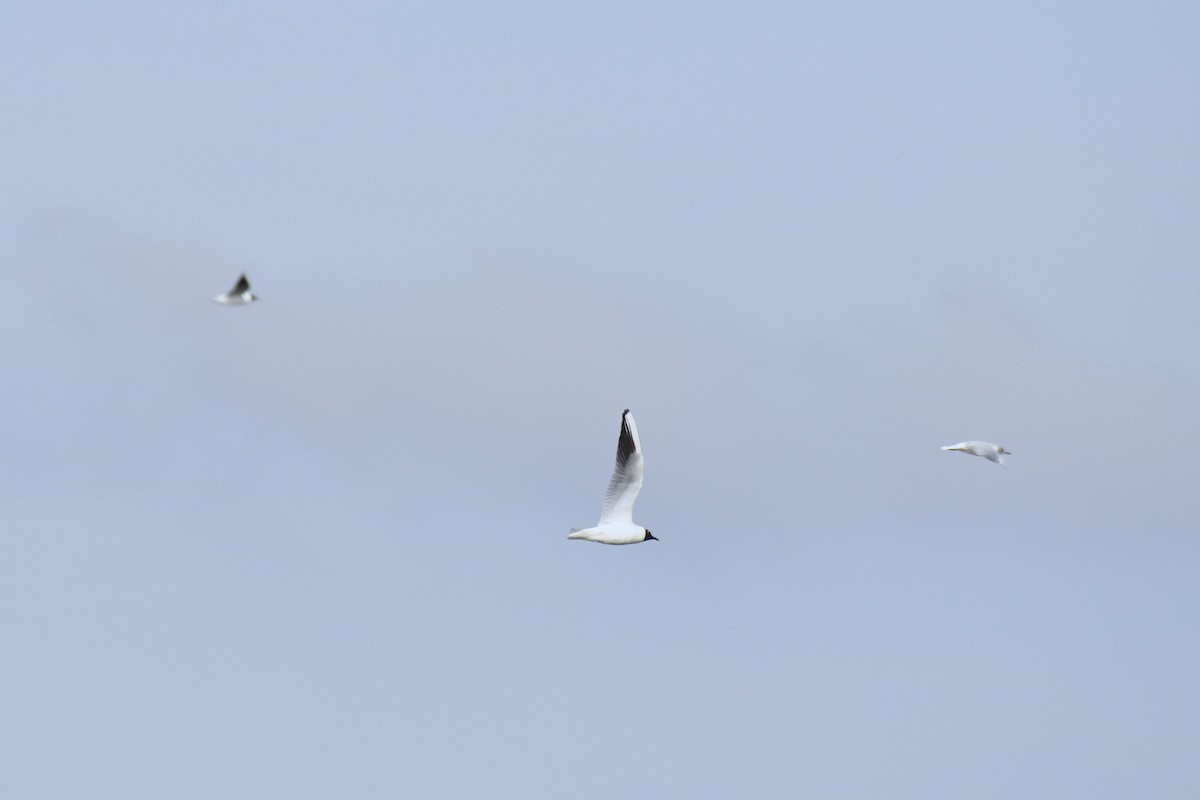 Хүрэн толгойт цахлай - ML632142345