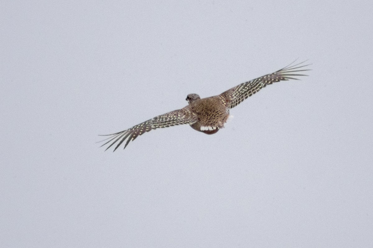 Sharp-tailed Grouse - ML632142374