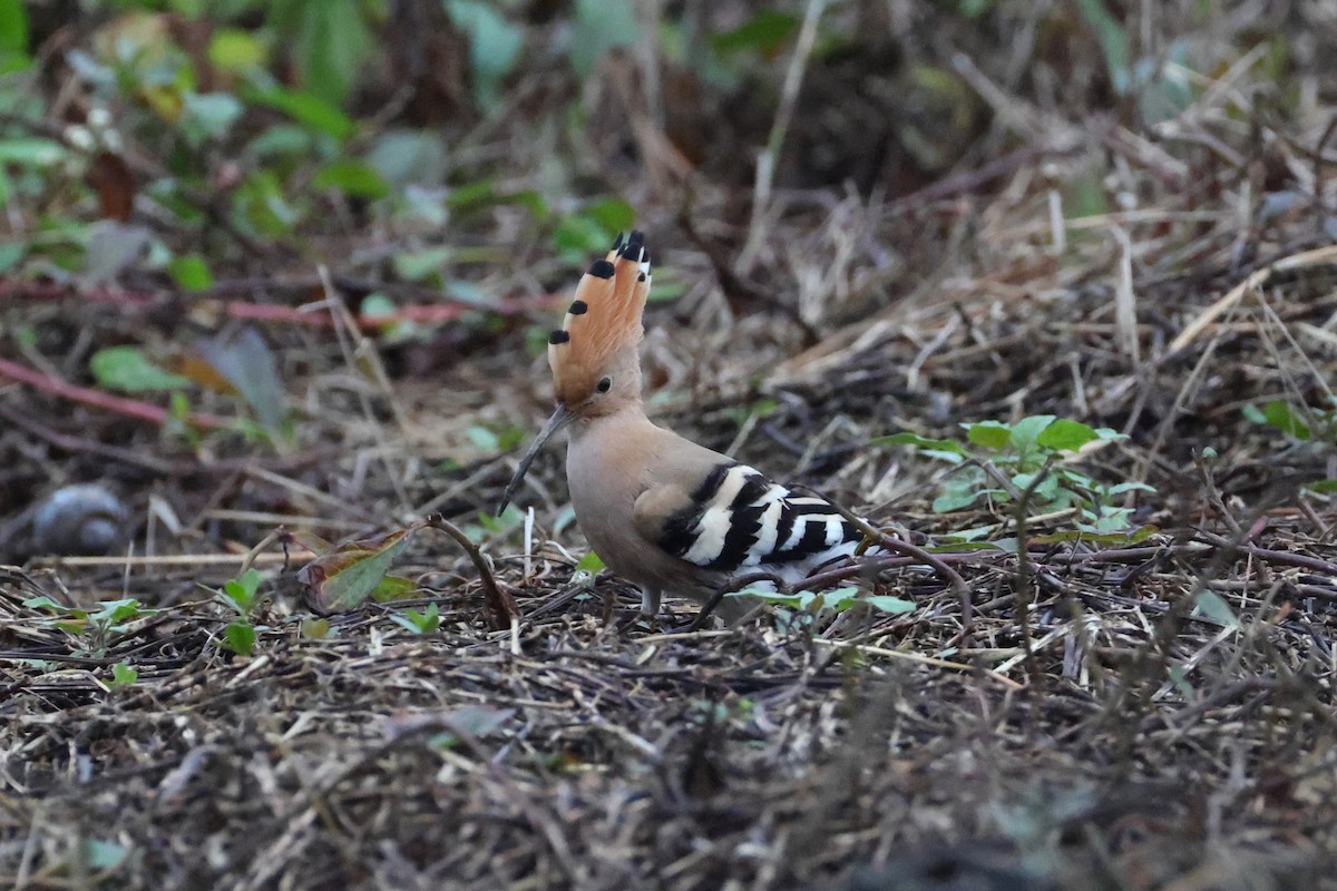 Common Hoopoe - ML632142498