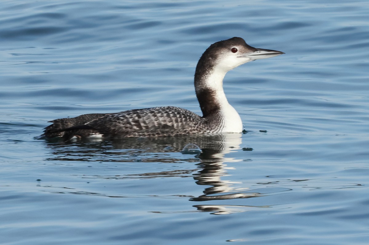 Common Loon - ML632142585