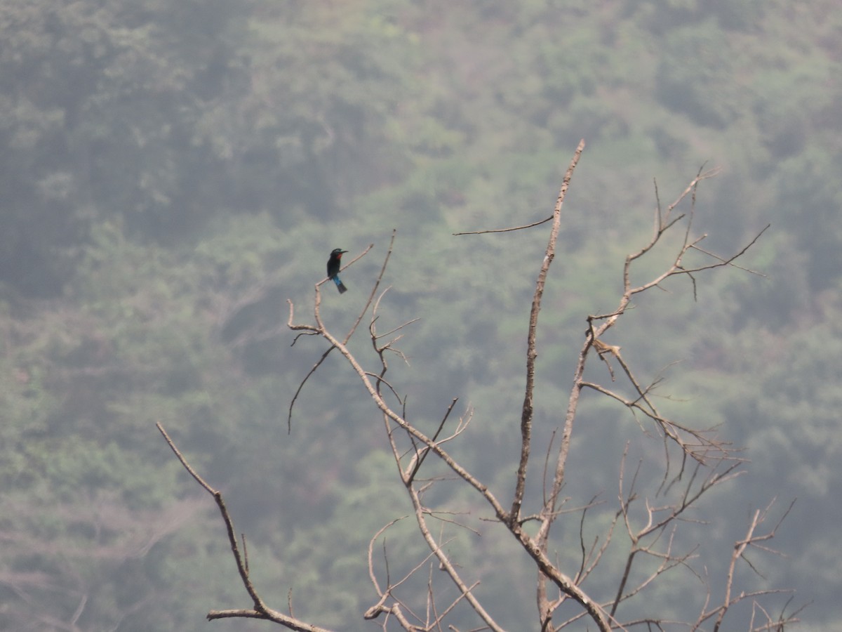 Black Bee-eater - ML632142590