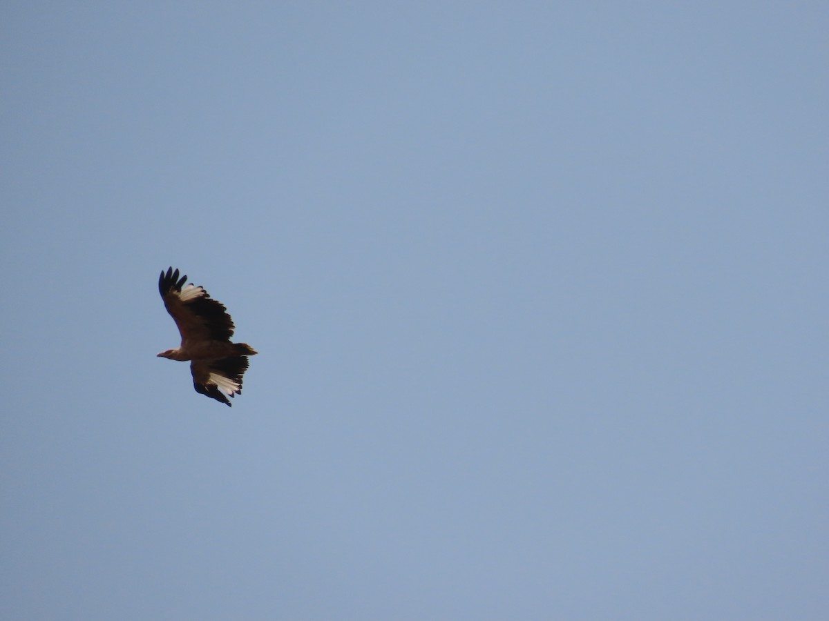 Palm-nut Vulture - ML632142600
