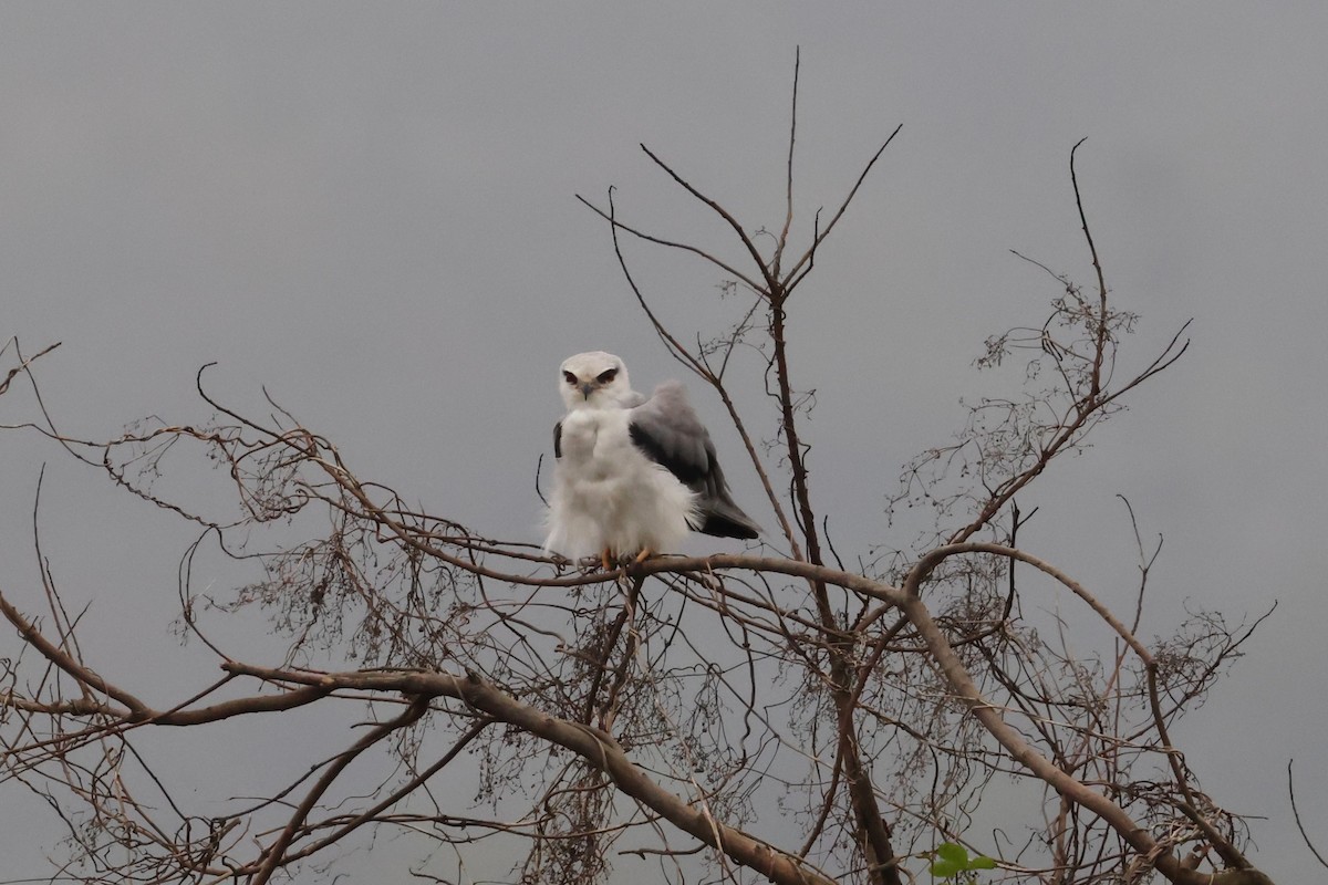 Black-winged Kite - ML632142607